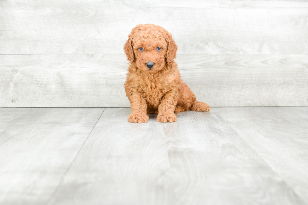 Mini Goldendoodle Pup Being Cute