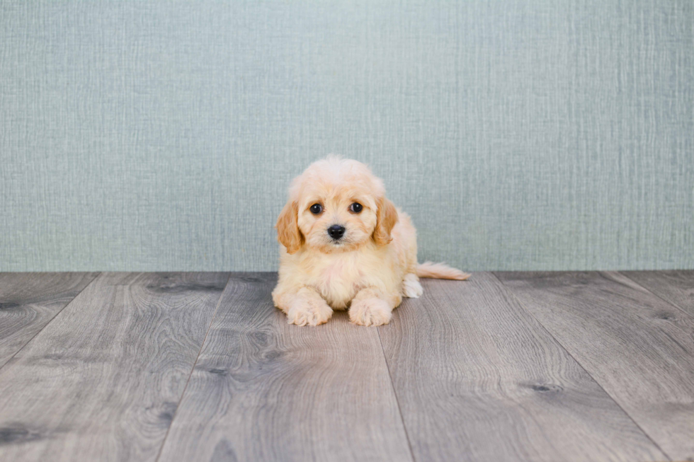 Cute Cavachon Baby