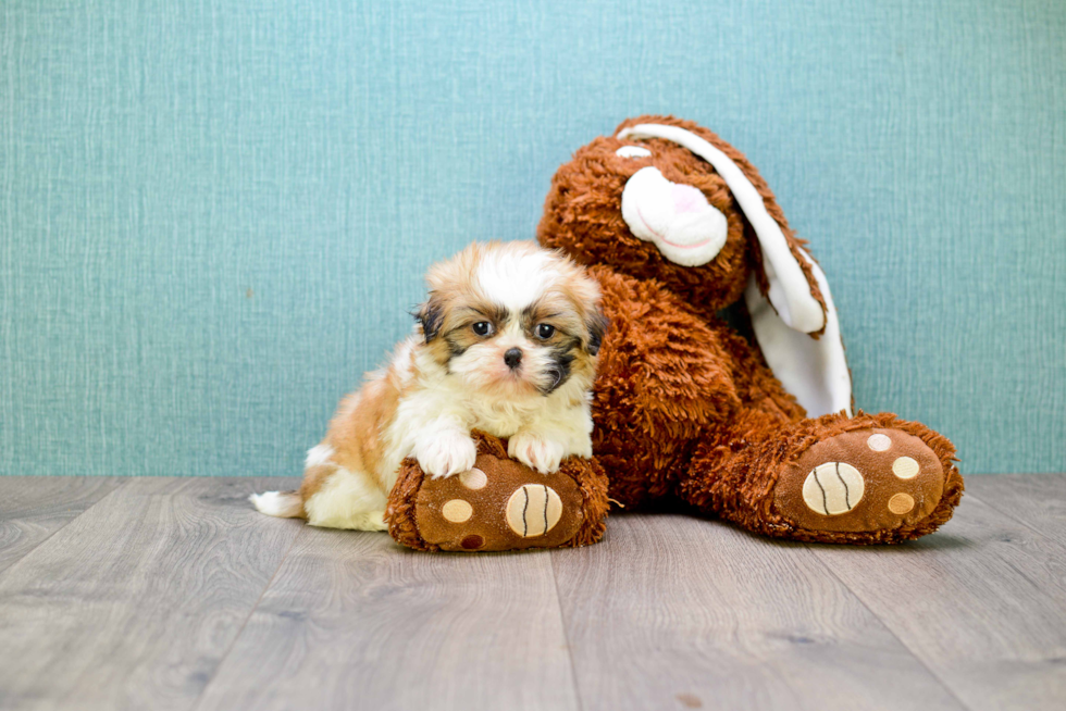 Teddy Bear Pup Being Cute