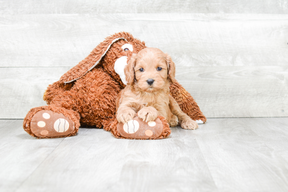 Funny Cockapoo Poodle Mix Pup