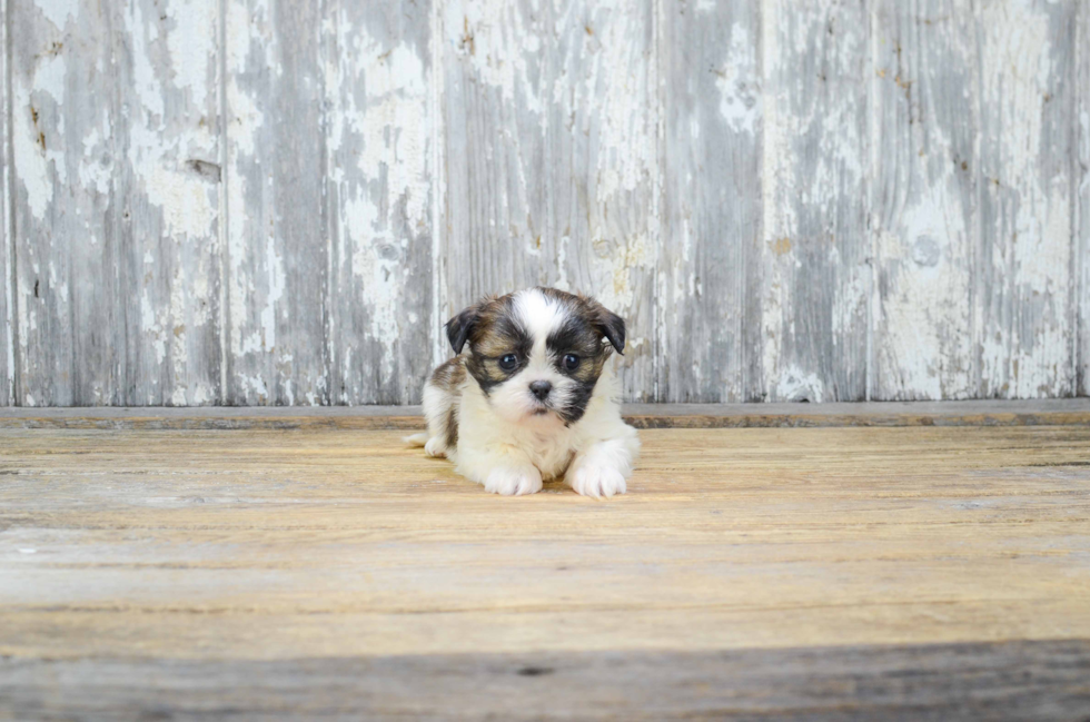 Teddy Bear Pup Being Cute