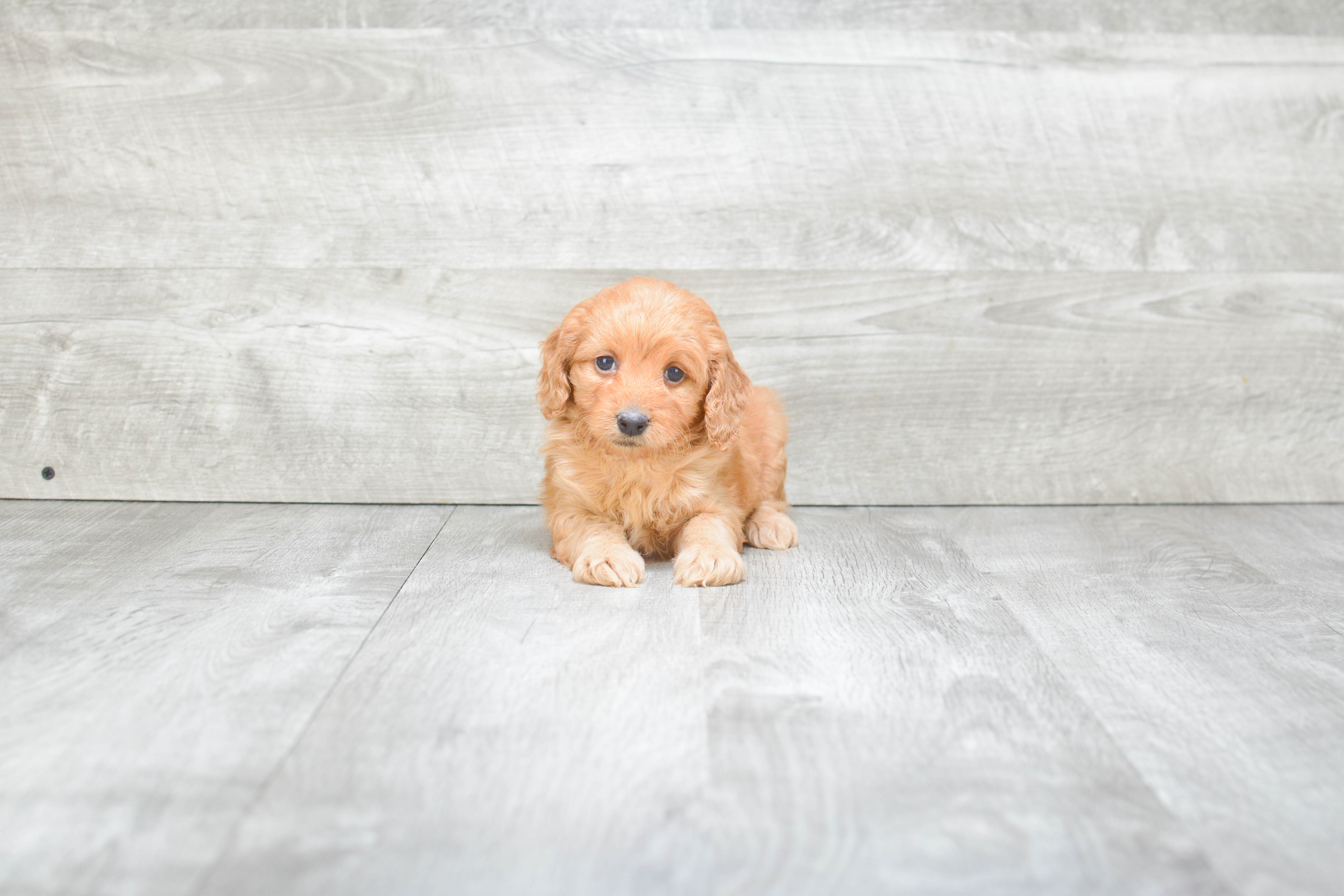 Hypoallergenic Golden Retriever Poodle Mix Puppy