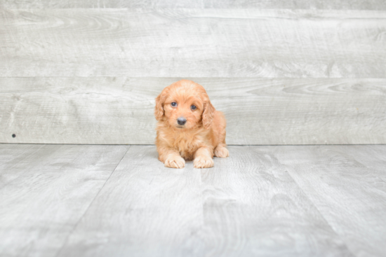 Hypoallergenic Golden Retriever Poodle Mix Puppy