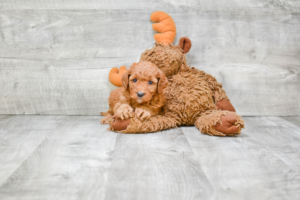 Mini Goldendoodle Puppy for Adoption