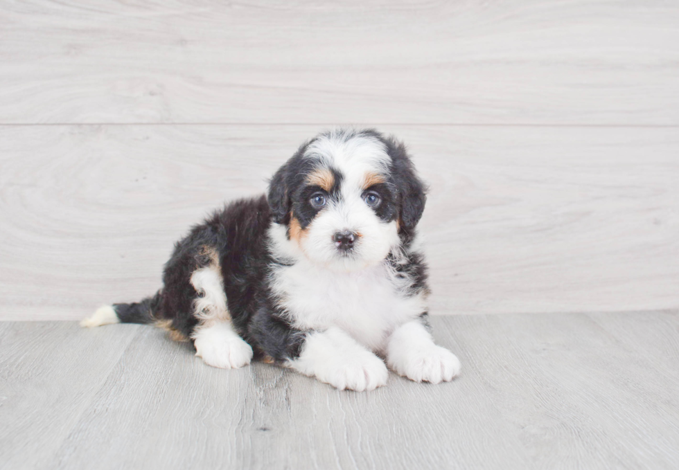 Energetic Bernadoodle Poodle Mix Puppy