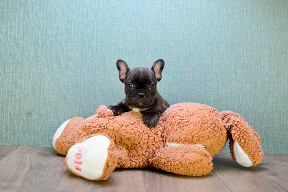 Funny French Bulldog Baby