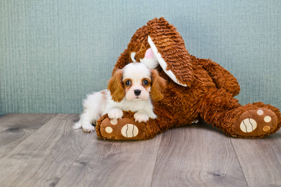 Petite Cavalier King Charles Spaniel Purebred Puppy