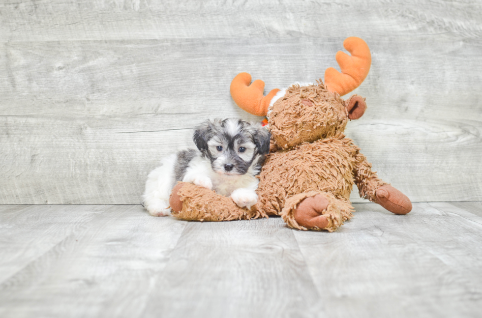 Hypoallergenic Havanese Purebred Pup