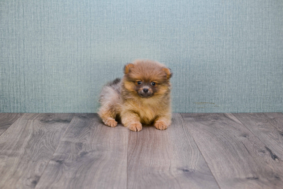 Popular Pomeranian Baby