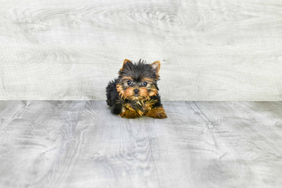 Meet Capone - our Yorkshire Terrier Puppy Photo 