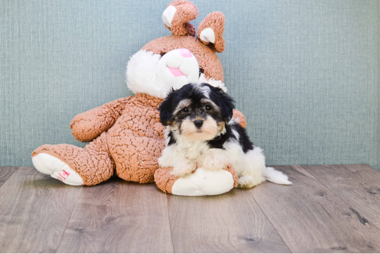 Havanese Puppy for Adoption