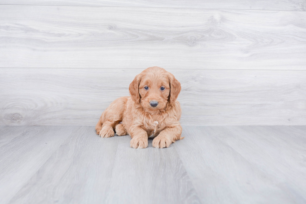 Mini Goldendoodle Pup Being Cute
