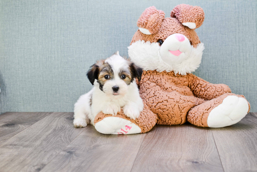 Energetic Havanese Purebred Puppy