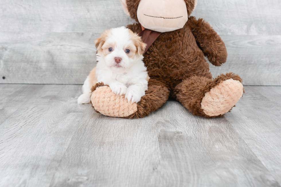 Havanese Pup Being Cute