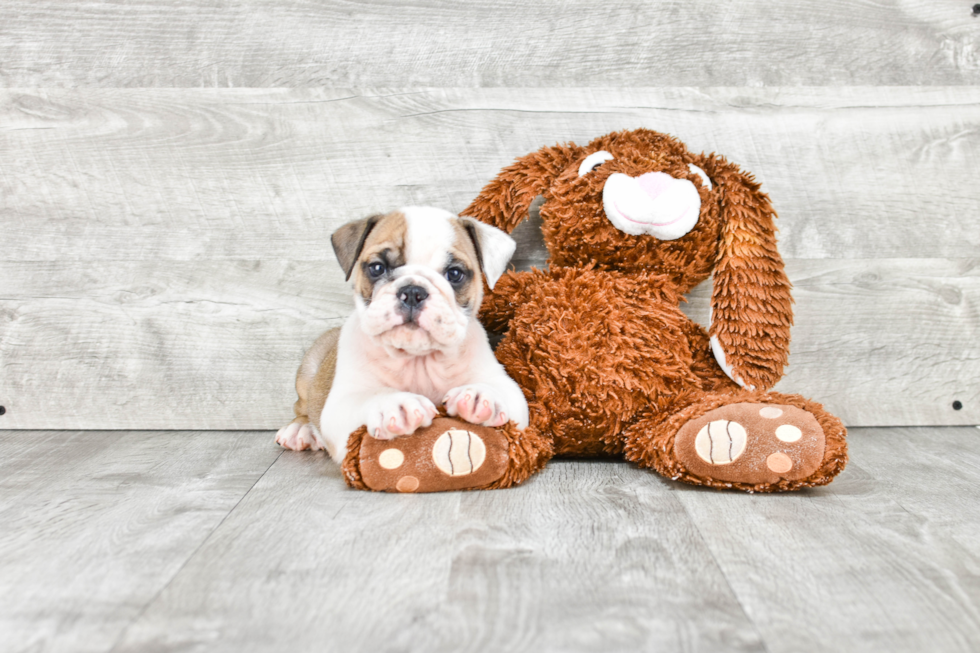 Best English Bulldog Baby