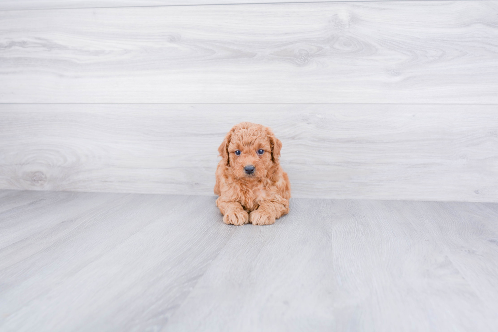 Mini Goldendoodle Pup Being Cute