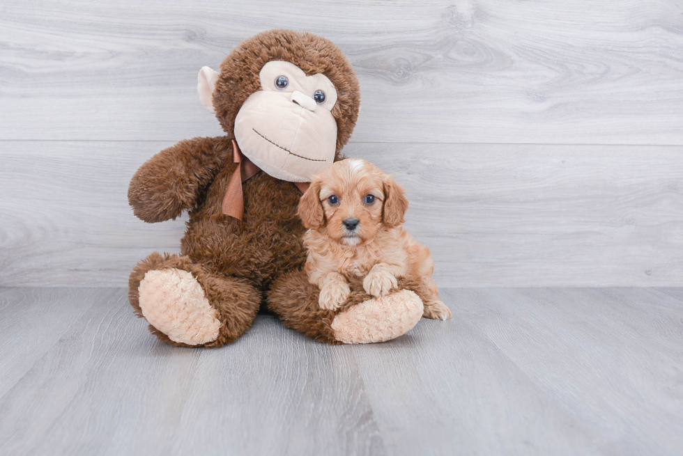 Cavapoo Puppy for Adoption