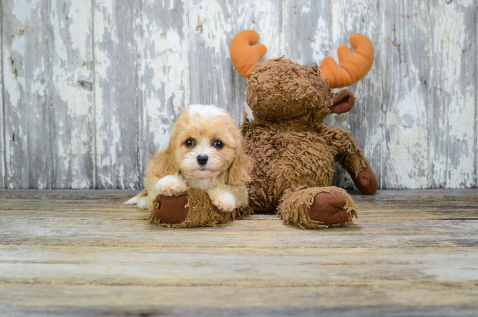 Fluffy Cavachon Designer Pup