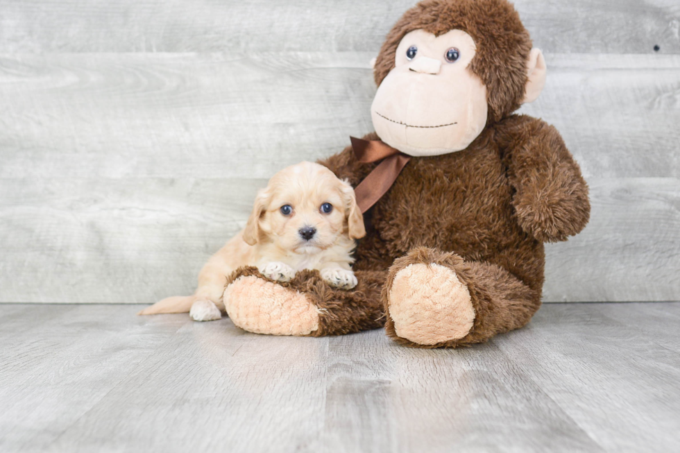 Cavachon Pup Being Cute