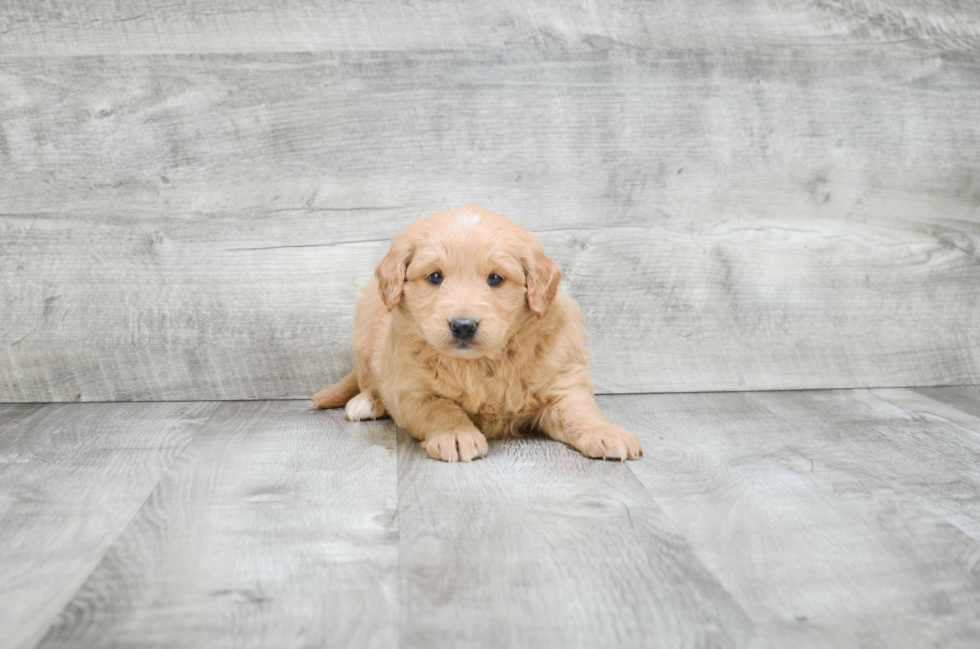 Mini Goldendoodle Puppy for Adoption