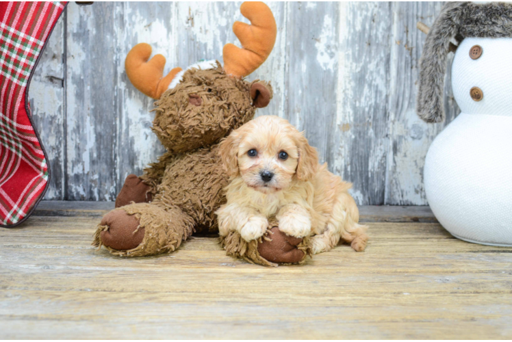 Cavachon Pup Being Cute