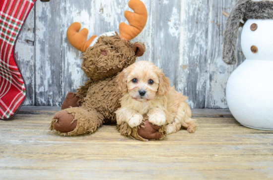 Cavachon Pup Being Cute