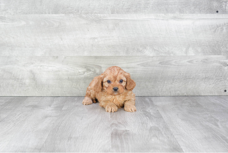 Popular Cavapoo Poodle Mix Pup
