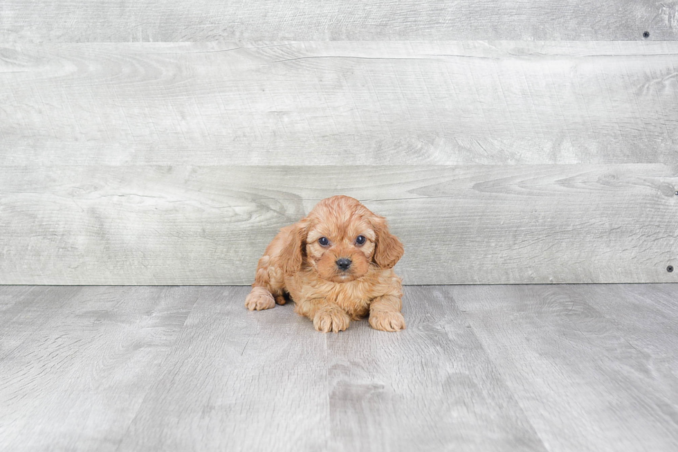 Popular Cavapoo Poodle Mix Pup