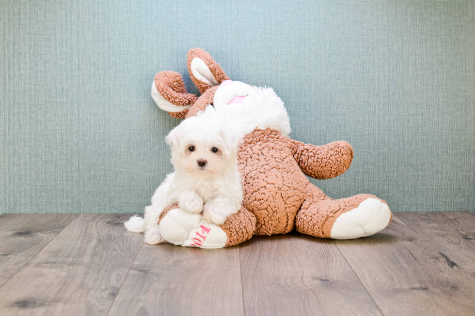 Energetic Maltese Purebred Puppy