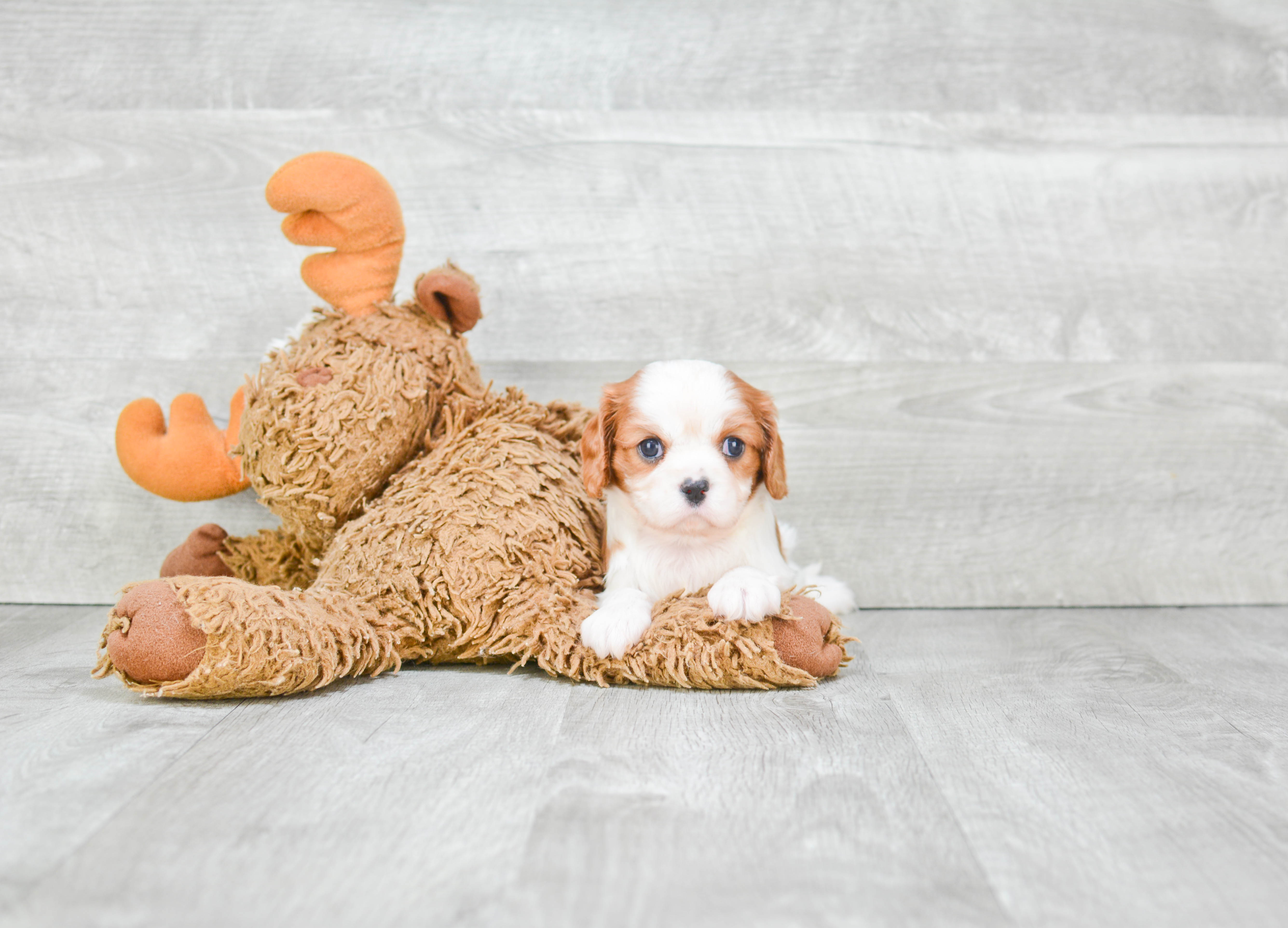 Best Cavalier King Charles Spaniel Baby