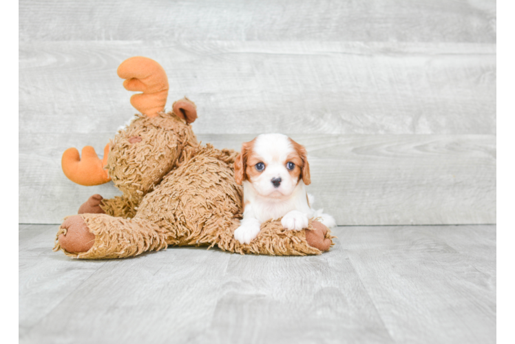 Best Cavalier King Charles Spaniel Baby