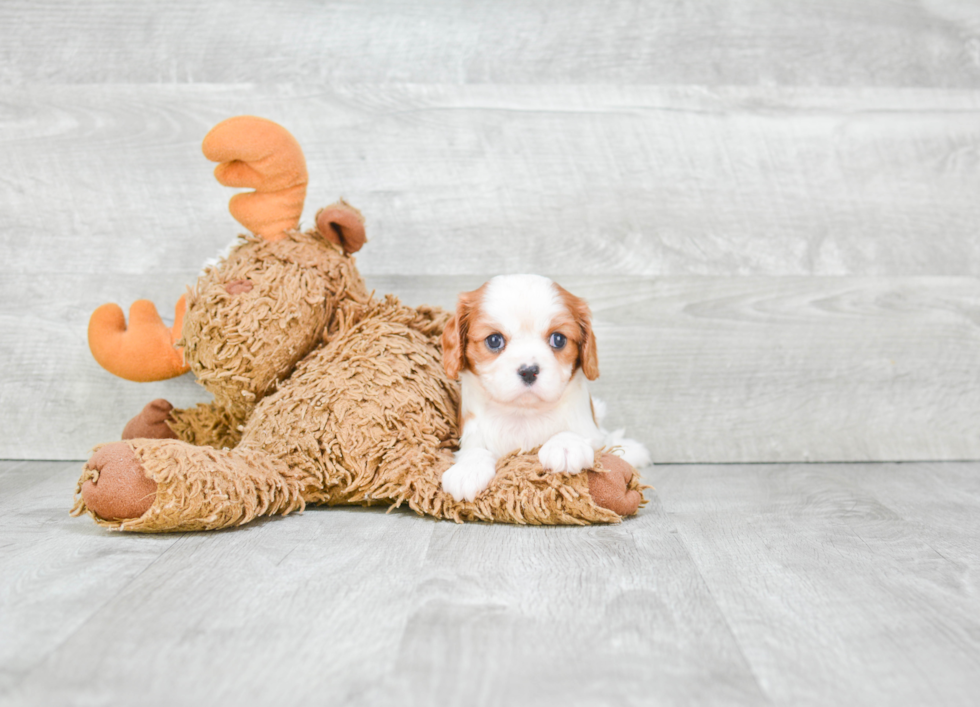 Best Cavalier King Charles Spaniel Baby