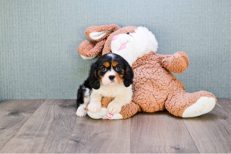 Fluffy Cavalier King Charles Spaniel Purebred Puppy