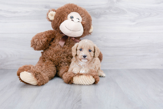 Cavapoo Pup Being Cute