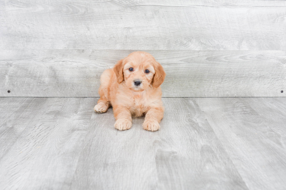 Best Mini Goldendoodle Baby