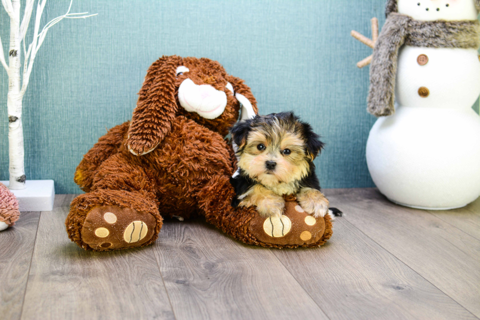 Little Yorkie Designer Puppy