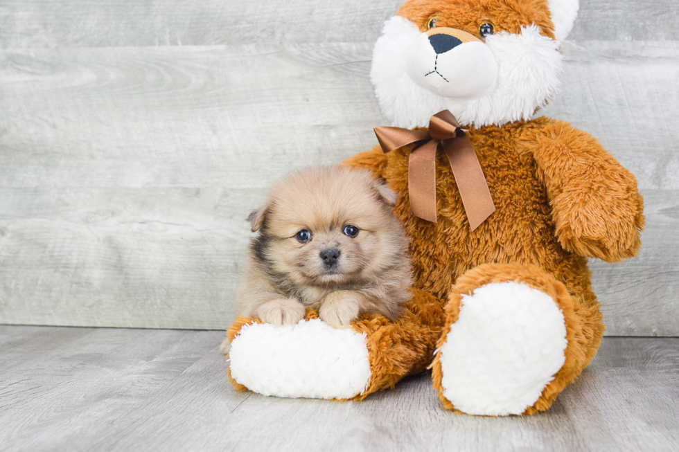 Pomeranian Pup Being Cute