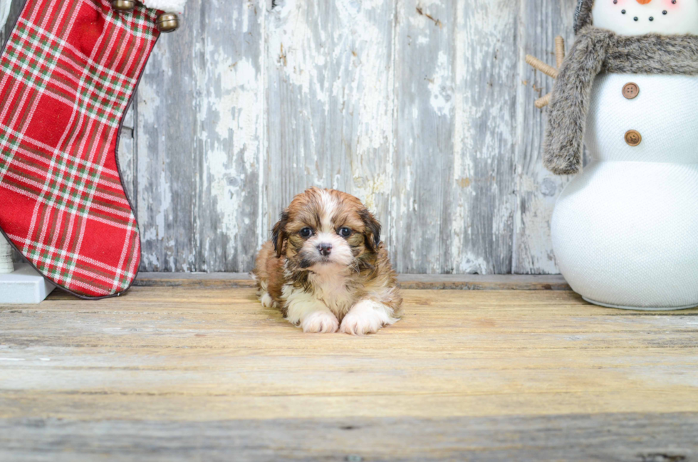 Teddy Bear Pup Being Cute