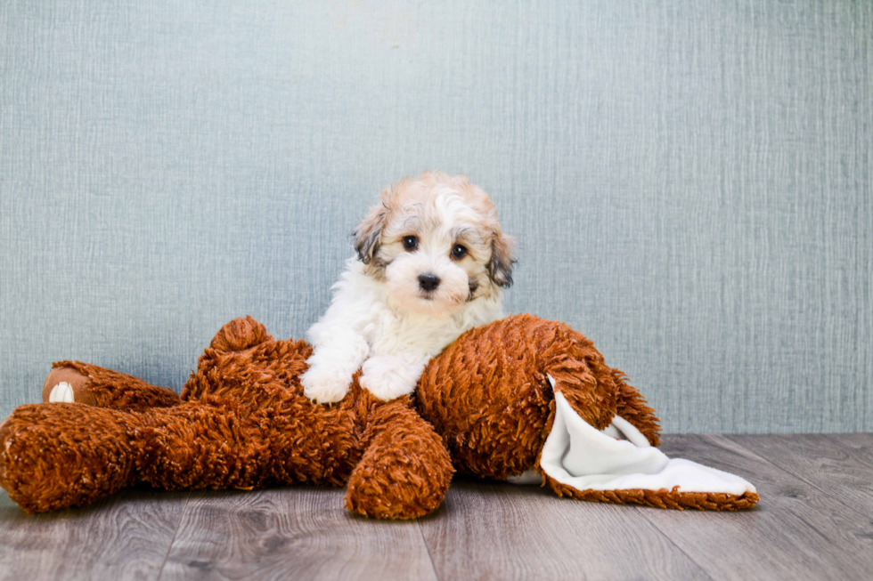 Havanese Puppy for Adoption