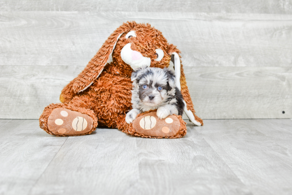 Energetic Aussiepoo Poodle Mix Puppy