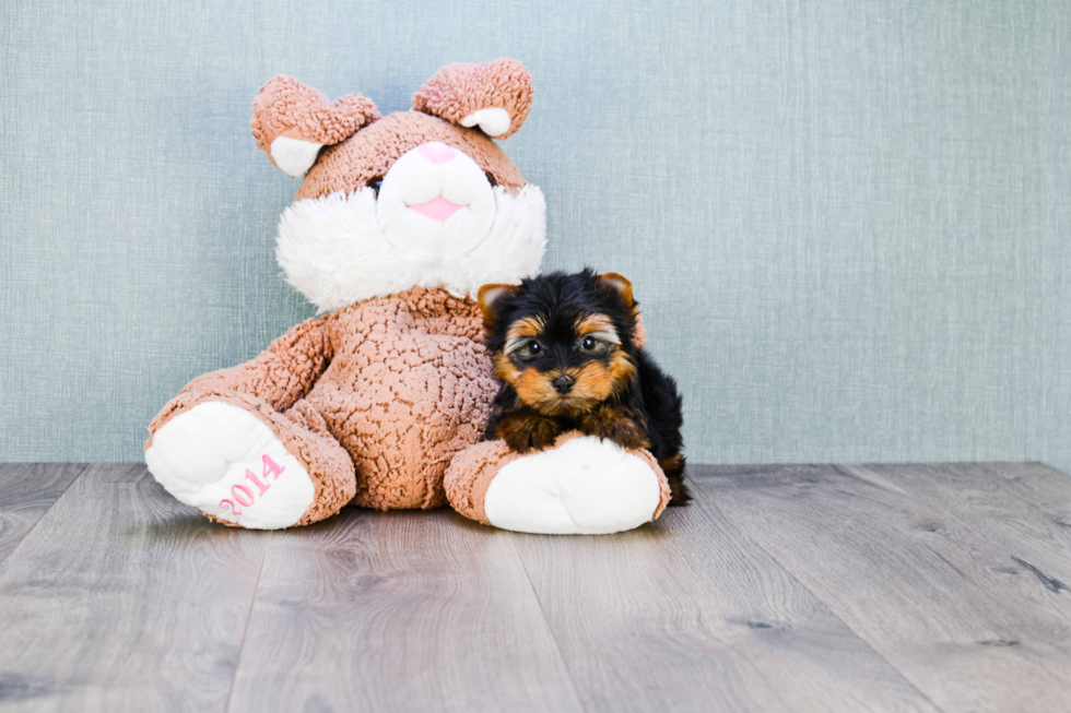 Meet Trigger - our Yorkshire Terrier Puppy Photo 