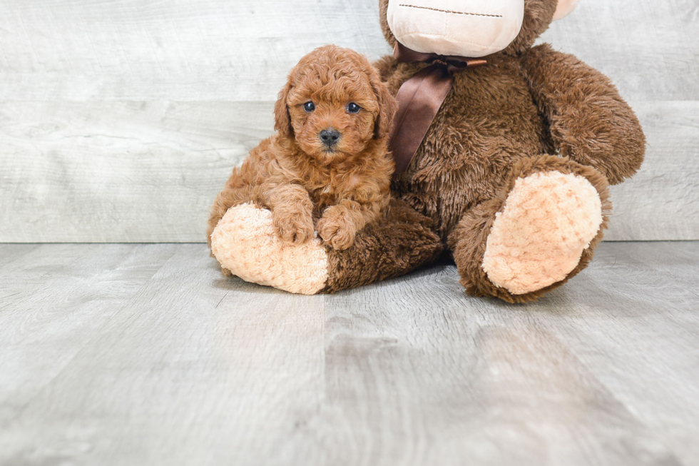 Best Cavapoo Baby