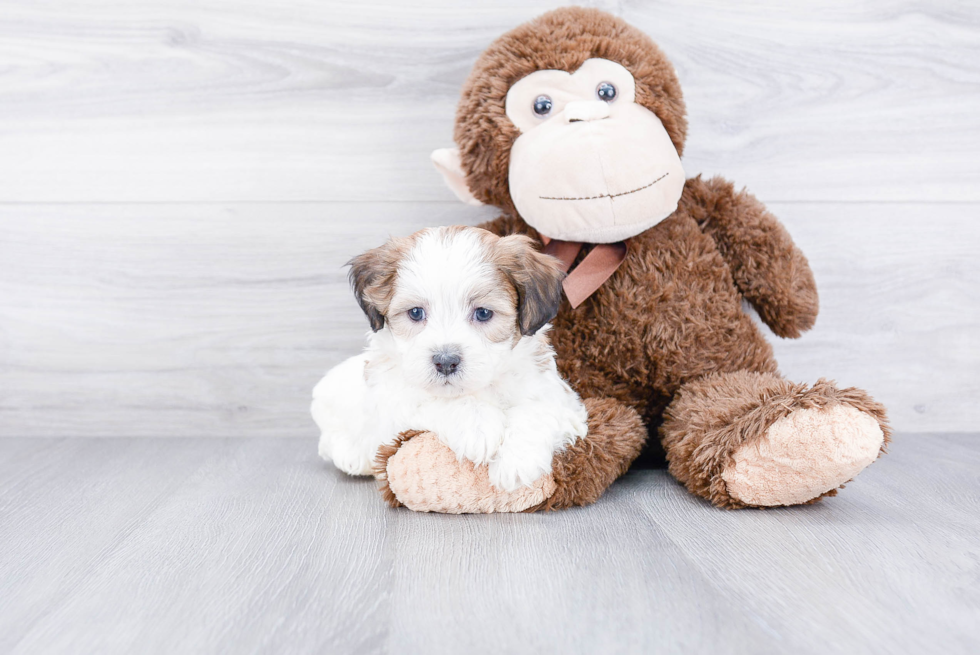 Teddy Bear Pup Being Cute