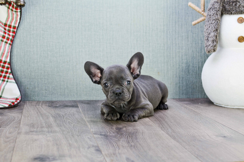 French Bulldog Pup Being Cute