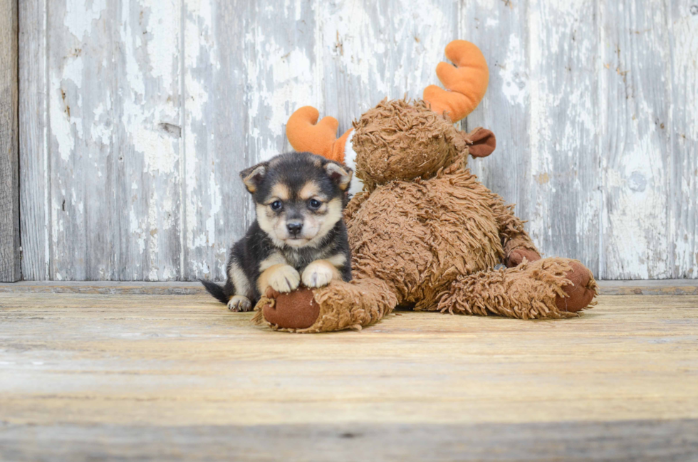 Cute Pomeranian Purebred Puppy