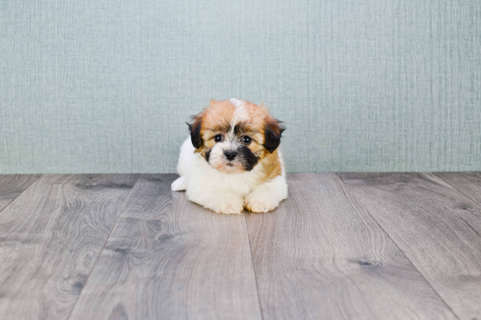 Hypoallergenic Shi Chon Designer Puppy