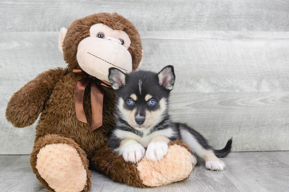 Pomsky Puppy for Adoption