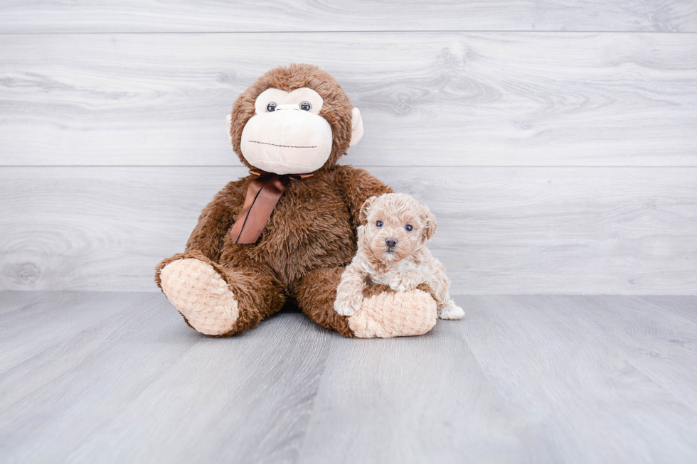 Petite Maltipoo Poodle Mix Pup