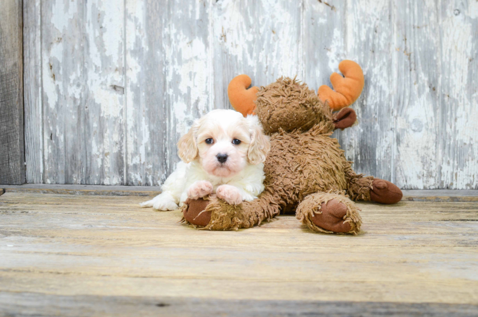 Smart Cavachon Designer Pup