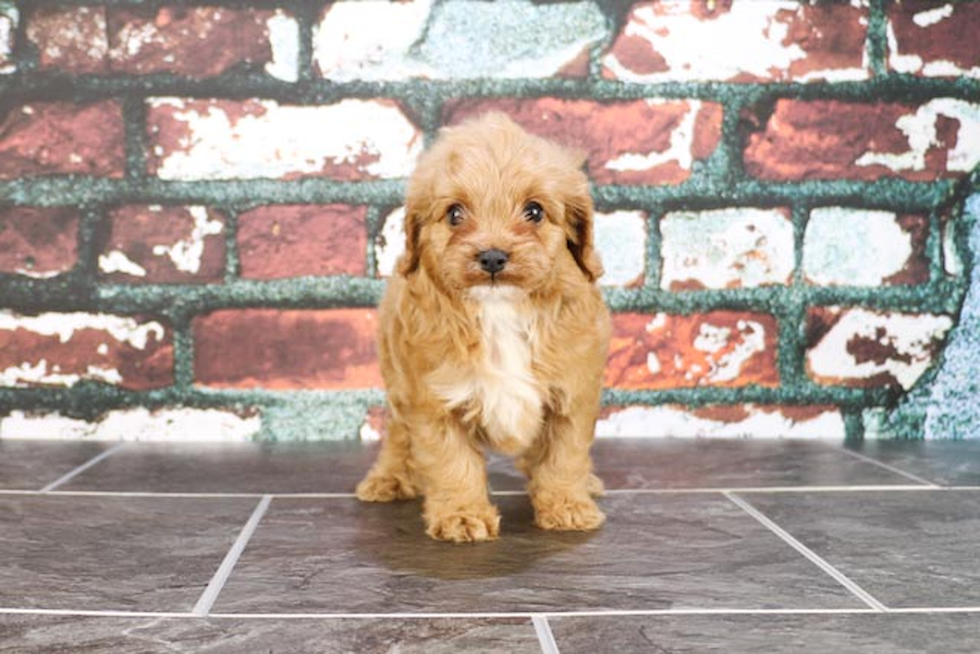 Smart Cavapoo Poodle Mix Pup